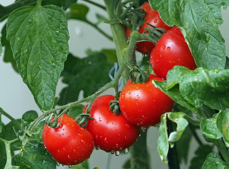 Trellis Garden